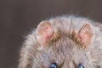 Hantavirus: ya son 14 las víctimas