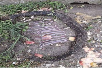 Mataron una víbora: tenía 15 pichones adentro