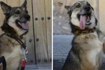 Un hombre violó a su perro varias veces y murió por una infección en Pene