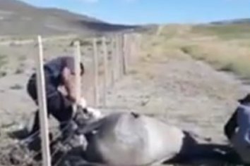 Emocionante rescate: el caballo casi muere si no fuese por la ayuda de estos baquianos. El video