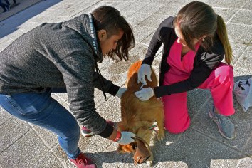 Medidas de control tras el hallazgo de un murciélago con rabia