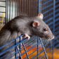 Ratoncito