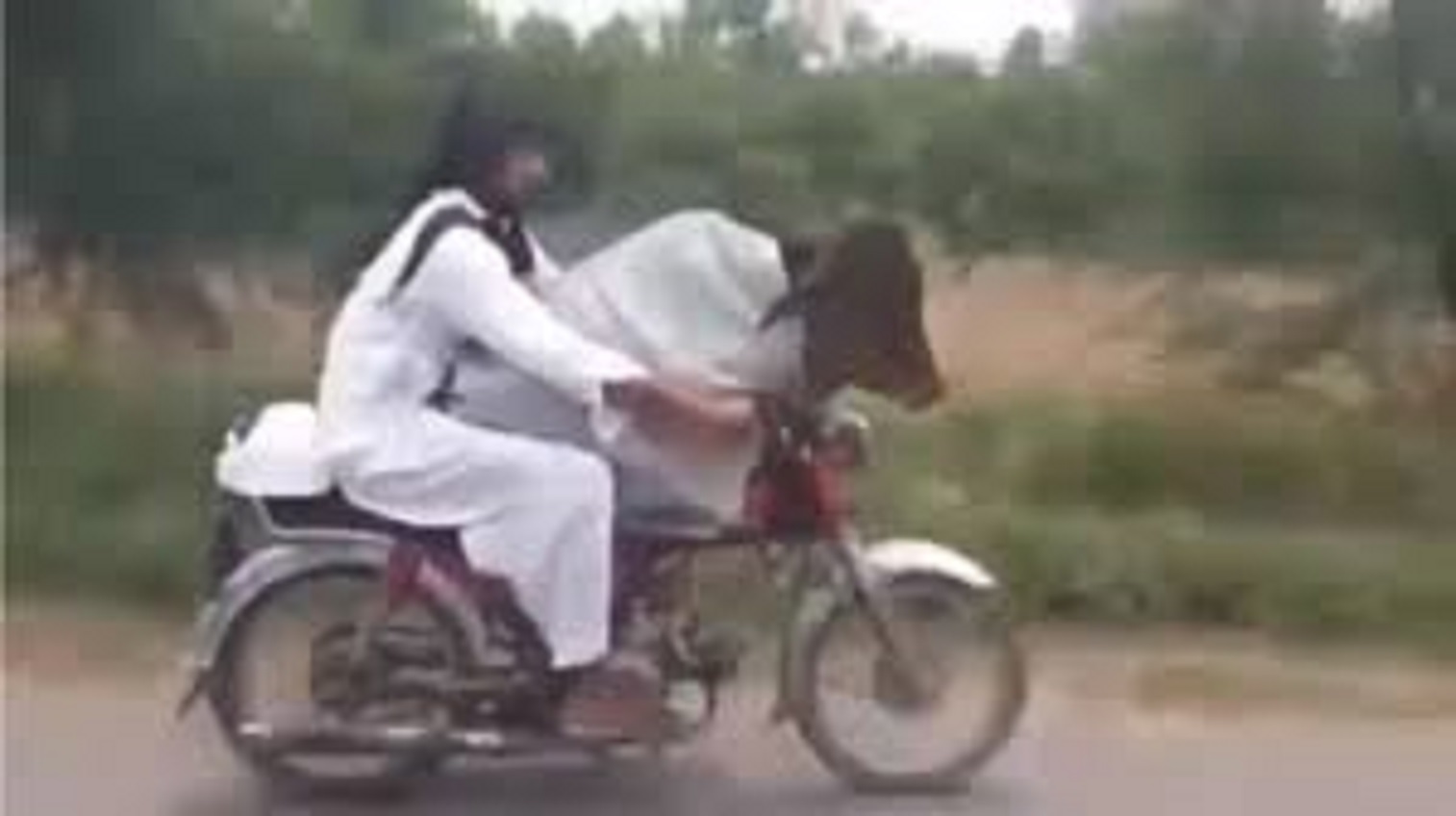 Корова едет на мотоцикле