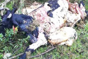 Dos detenidos por faenar un animal robado