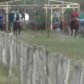 Obligaron a un caballo a correr quebrado y lo mataron de un tiro: El vídeo