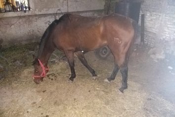 Un caballo sin dueño suelto en Avenida Zanni