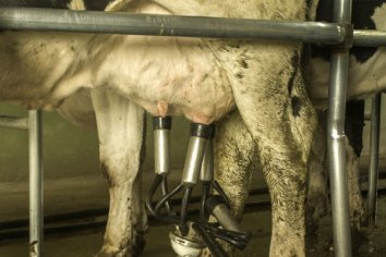 Una joven murió luego de recibir una patada de la vaca que ordeñaba