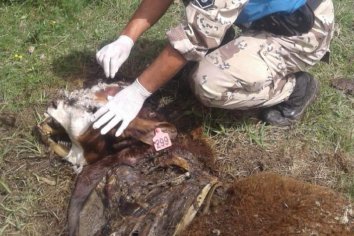 Cuatrerearon animales a tres productores de El Quebracho y El Colorado