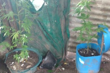 Allanaron una vivienda por armas y encontraron plantas de marihuana