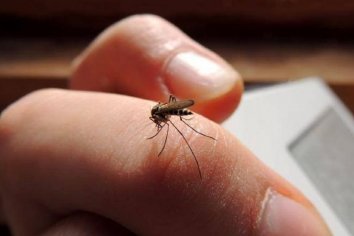 Invasión de mosquitos en Paraná
