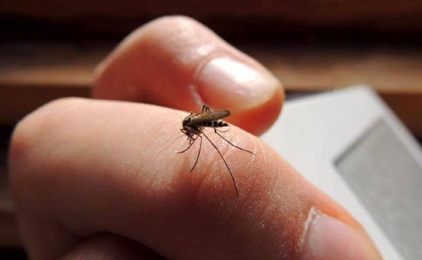 Se notificaron 258 casos nuevos de fiebre chikungunya