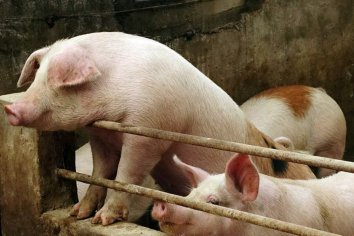 Criadores de cerdos deben sacrifican miles de animales en Estados Unidos