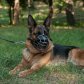 LOS PERROS DE ESTA COLUMNA NO SE AMORDAZAN