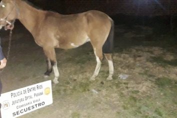 Delincuentes robaron un caballo que por fortuna horas después fue localizado