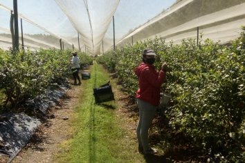 La cosecha de arándanos de la Mesopotamia tiene protocolo Covid con aval científico del Centro Stamboulian