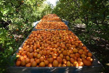Bordet valoró la sanción de la prórroga de la emergencia para el sector citrícola