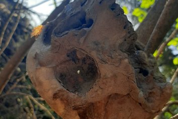 Hallazgo de un cráneo: &ldquo;el informe forense será vital en la investigación&rdquo;