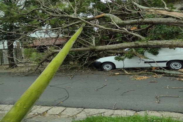 Cayó un árbol de grande dimensiones en calle 25 de Mayo y el tránsito estuvo interrumpido