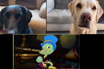 ULTIMO MOMENTO!!! Perro Pluto y Pepe Grillo fueron citados de urgencia en un Congreso Extraordinario