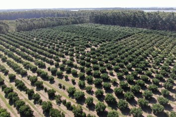 Bordet valoró la extensión y ampliación de beneficios para la producción citrícola