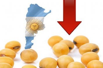 Destrucción de la soja: cayó más de 100 dólares desde su máximo del 12 de mayo