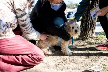 Retoman los operativos barriales de Salud Animal