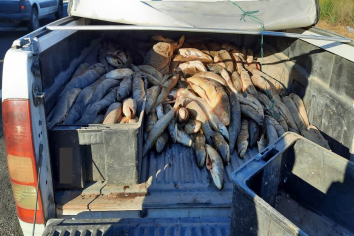 Interceptaron una camioneta que trasladaba 600 kilos de pescado de forma irregular