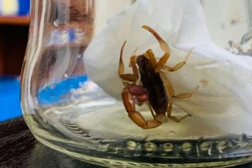 Trabajan la prevención ante picaduras de alacranes