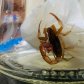 Trabajan la prevención ante picaduras de alacranes