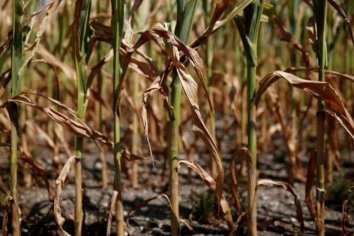 "Entre un 70% y 80% del maíz está perdido por la sequía",  sostuvo Jorge Chemes