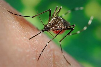 La provincia se prepara para realizar el monitoreo del mosquito transmisor del Dengue