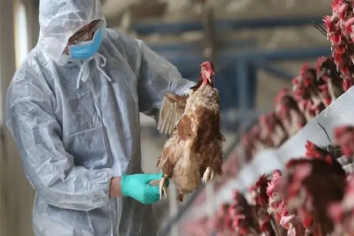 Rigen nuevas medidas sanitarias de emergencia por la gripe aviar
