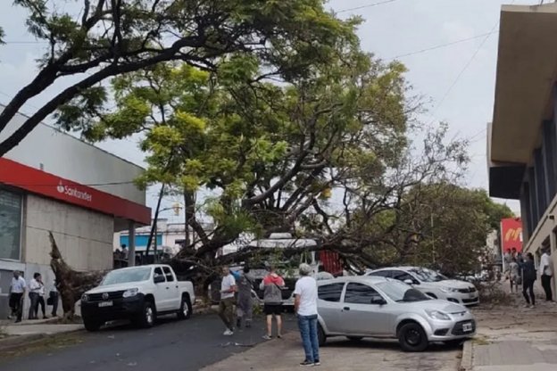 Tras fuerte ráfagas de viento un árbol de gran tamaño cayó sobre varios vehiculos