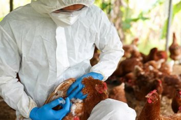 General Racedo: primer caso de gripe aviar en Entre Ríos