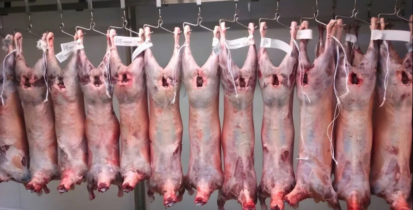Ovejas de refugo: la exportación abre un nuevo negocio y expone límites productivos