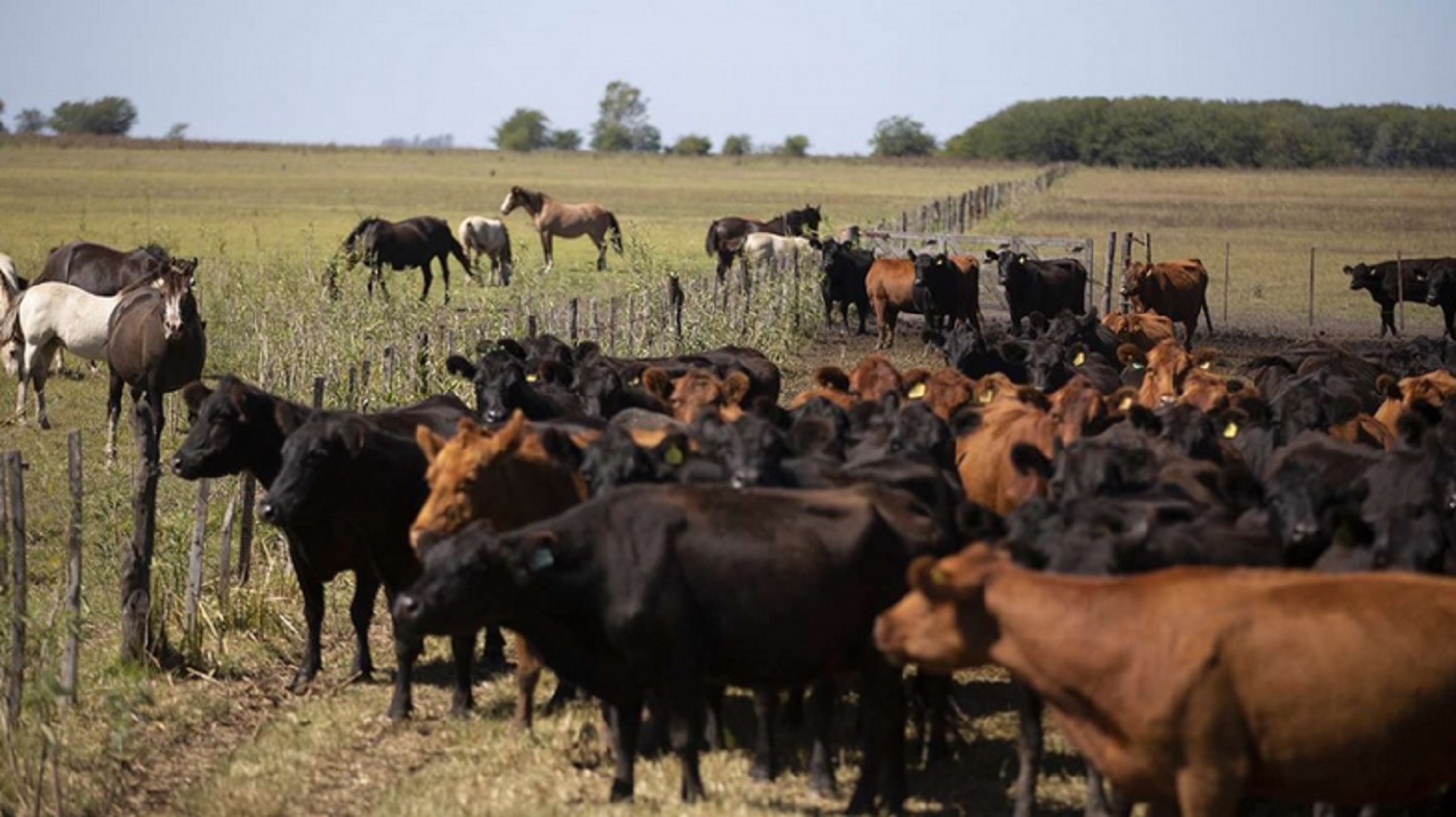 La exportación de carne absorbe más de la mitad del ganado criado en corrales