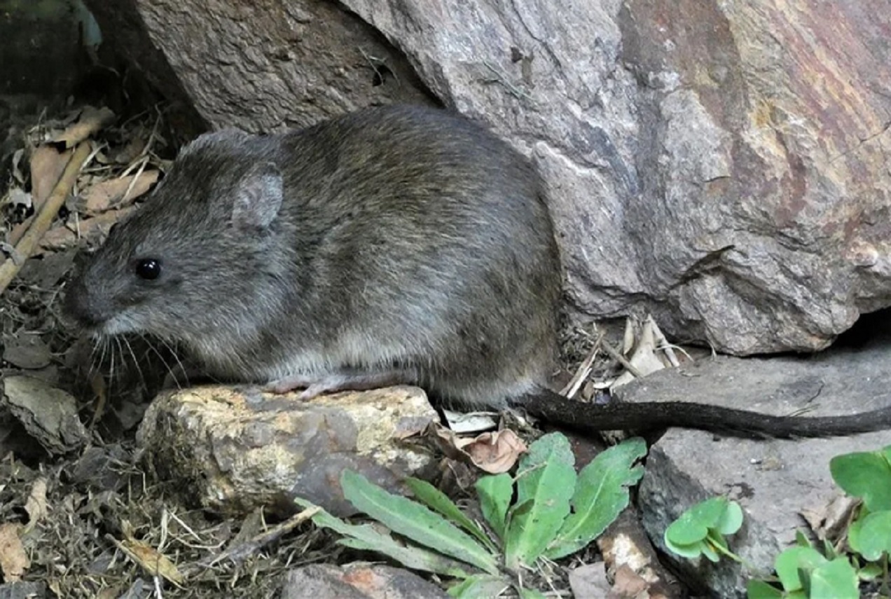 Leptospirosis: se registraron 109 casos de un total de 956 notificaciones