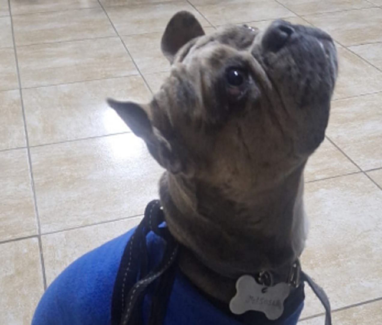 Perrito corría entre vehículos y fue rescatado por la Policía