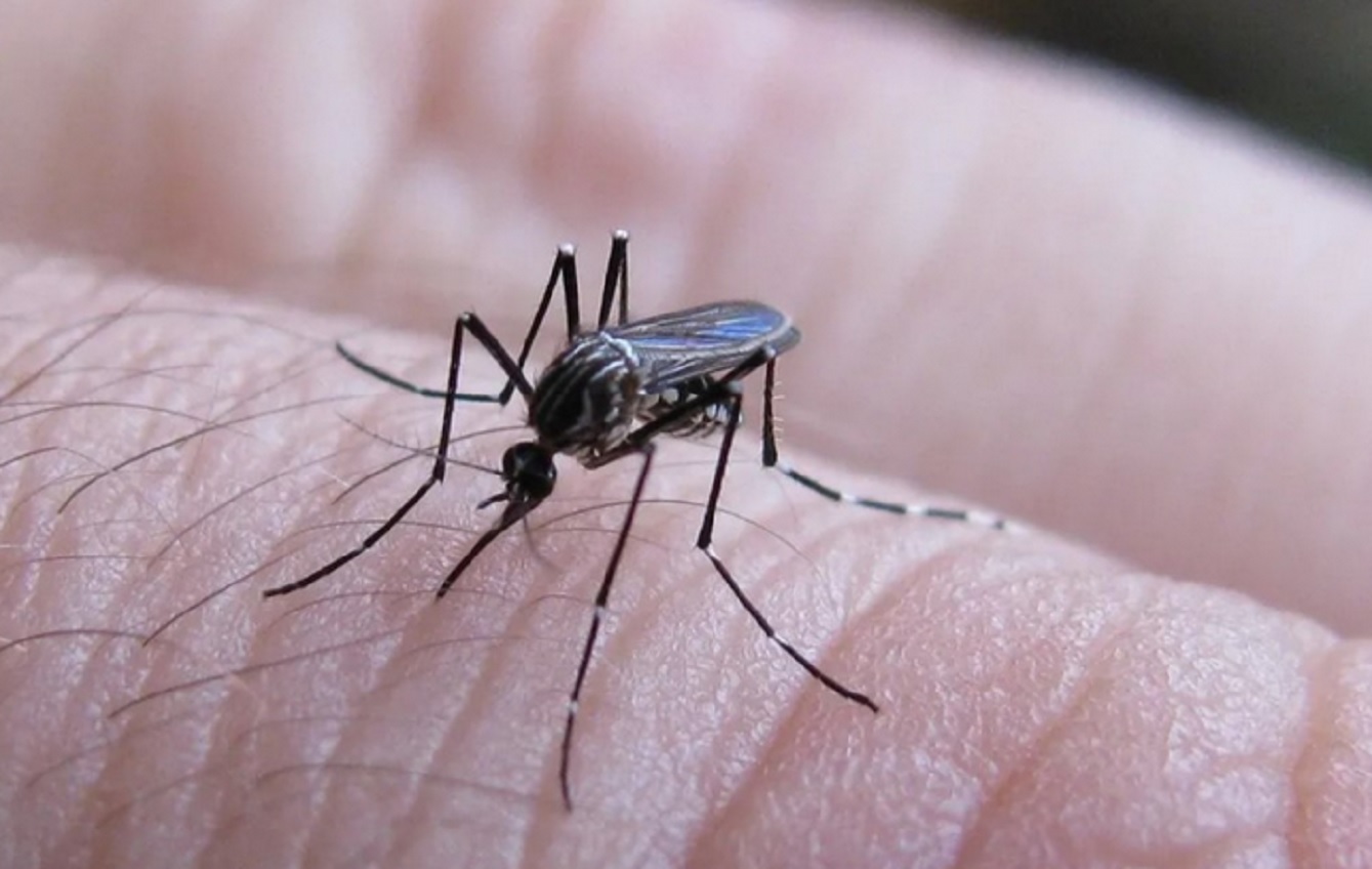 Se notificaron 322 nuevos casos de chikungunya