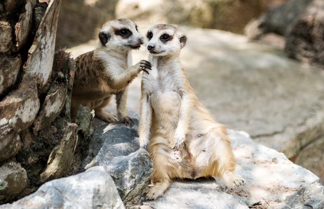 Sacrificados por problemáticos: drástica decisión de un zoológico con un grupo de suricatos