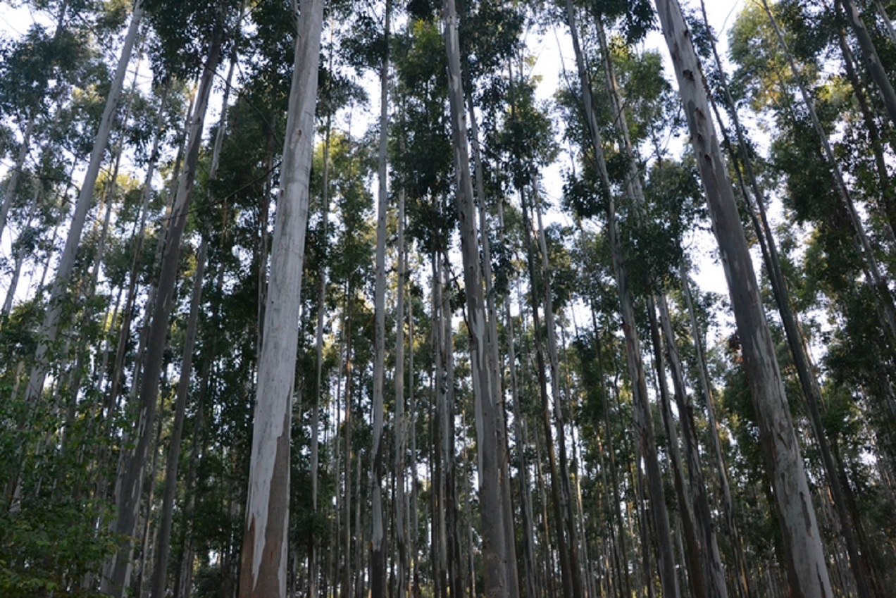 Desde el 24 de junio censarán la cadena forestal entrerriana