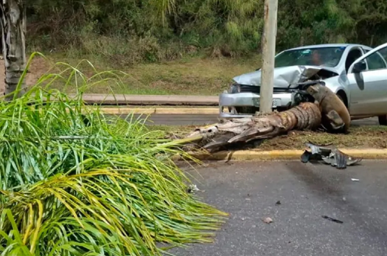 Conducía alcoholizado, perdió el control del auto y chocó contra una palmera