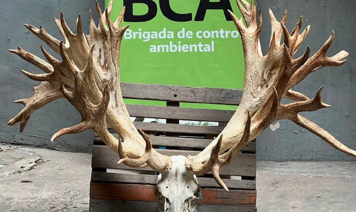 Pagó US$40.000 y cazó un ciervo colorado en un coto ilegal en Entre Ríos