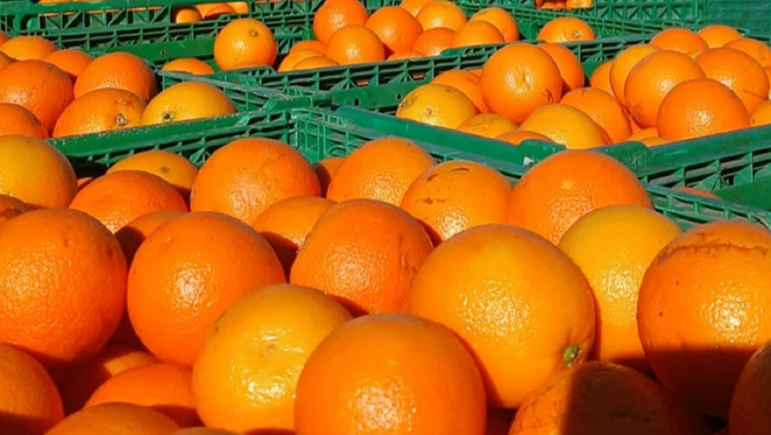 El municipio refuerza la alimentación de merenderos con frutas de estación