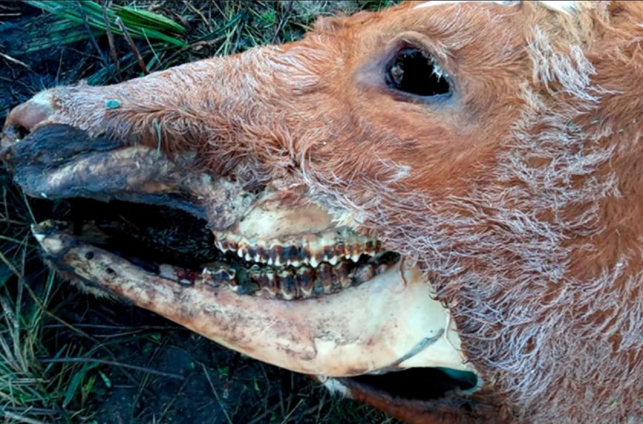 Misterio por la aparición de una vaca mutilada en Hernández