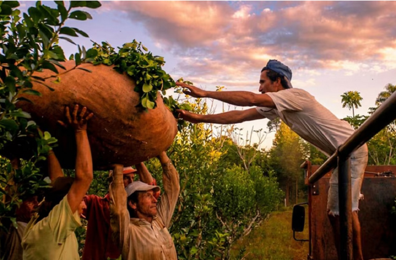 La producción de yerba, vino, leche y maní está en rojo por la baja rentabilidad