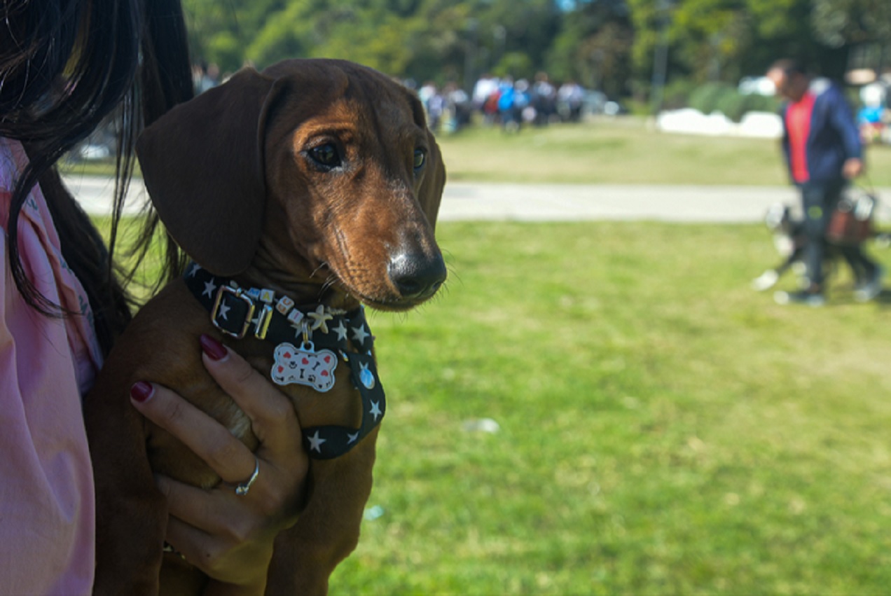 El Municipio continúa con los operativos de Salud Animal en distintos barrios de la ciudad