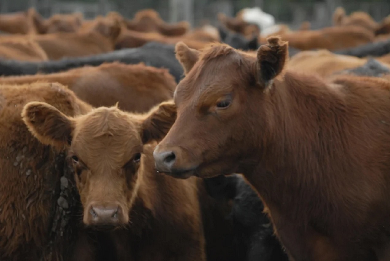 La faena bovina cae a su nivel más bajo en diez años y terminaría el año por debajo del 2025