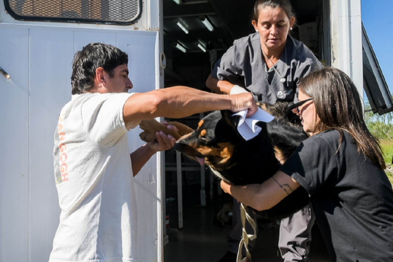 El quirófano móvil continúa con castraciones gratuitas en nuevos puntos