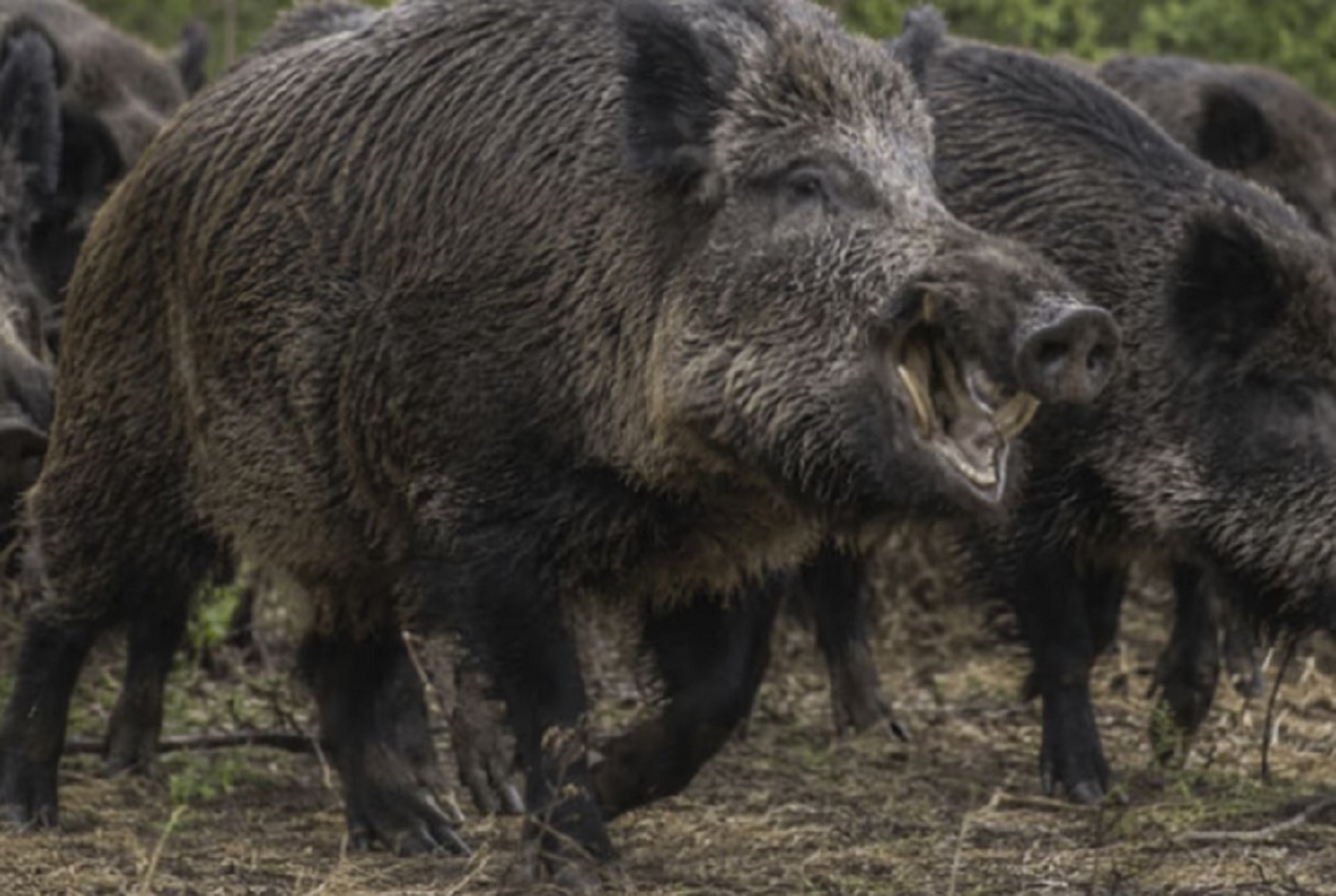 Río Negro: Avanza una ley que permitiría vender carne de jabalí y guanaco